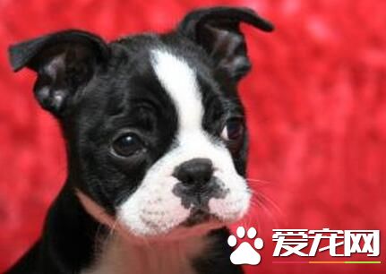 波士顿梗的优缺点 波士顿梗的性格又是什么