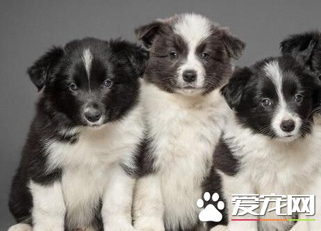 边境牧羊犬幼崽价格 边境牧羊犬总体价位