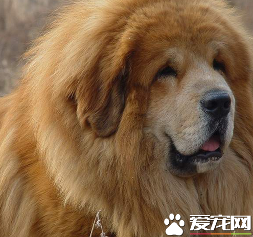 藏獒分几系 按藏獒的主要产区划分有三种