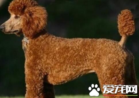 标准贵宾犬能长多大 一般肩高是45cm~60cm