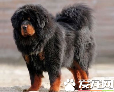 藏獒的叫声 藏獒所有叫声分别代表的含义