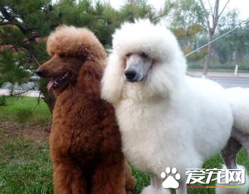 标准贵宾犬能长多大 一般肩高是45cm~60cm