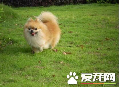 博美犬难养么 博美犬喂养要点是什么