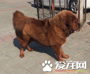 藏獒的区别 藏獒跟其它狗狗之间的区别