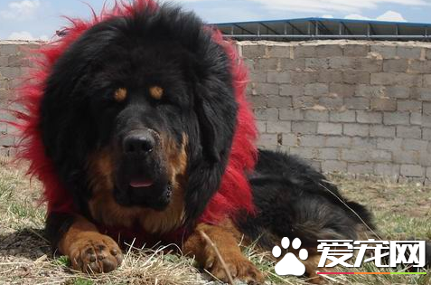 藏獒的身价 一些藏獒身价数十万乃至上百万