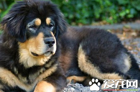 藏獒的重量 藏獒体重能够达到68至80多公斤