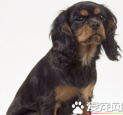 查理士王小猎犬吵么 小猎犬性格活泼