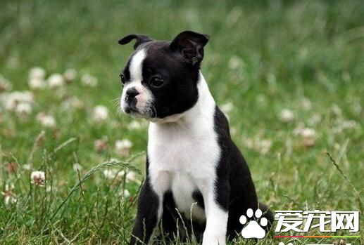 波士顿梗的价格区间 在1500-2000元左右