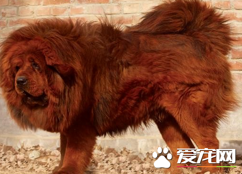 藏獒多厉害 藏獒的战斗力到底有多强