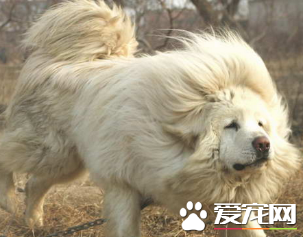 藏獒的鉴别 如何判断藏獒的健康标准