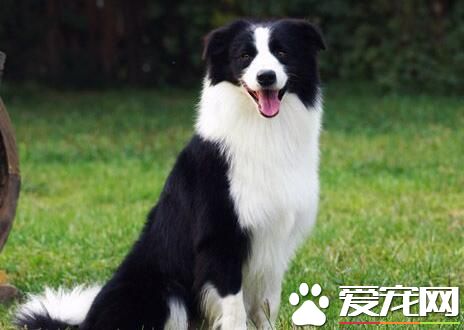 边境牧羊犬幼犬怎么养 饮食上需要特别注意
