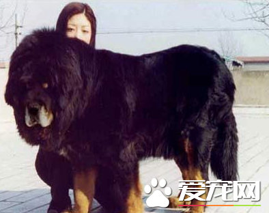 藏獒的重量 藏獒体重能够达到68至80多公斤