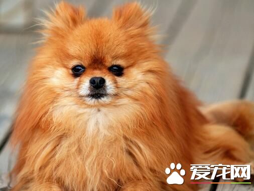 博美犬会咬人吗 训练博美犬不咬人的方法