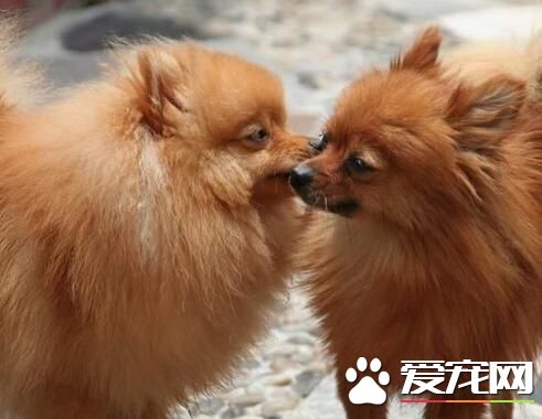 博美犬特点 博美犬的头部特征是怎么样的