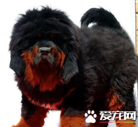 藏獒的驯养 怎么驯养藏獒才能使其听话