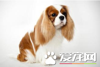 查理士王小猎犬吵么 小猎犬性格活泼