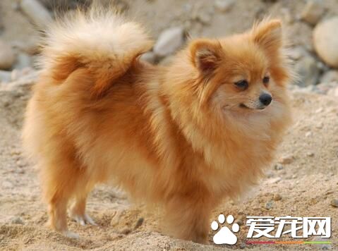 博美犬哪有卖 可以选择去当地的犬舍购买