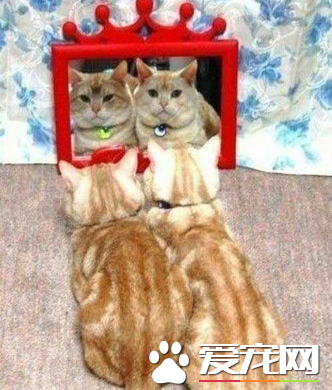 越看越有夫妻相