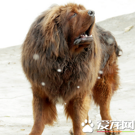 藏獒分几系 按藏獒的主要产区划分有三种