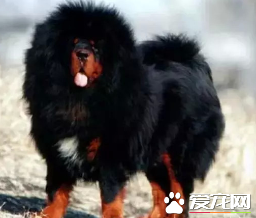 藏獒的身价 一些藏獒身价数十万乃至上百万