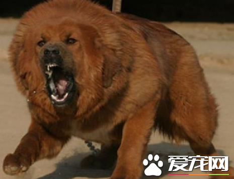 藏獒的身价 一些藏獒身价数十万乃至上百万