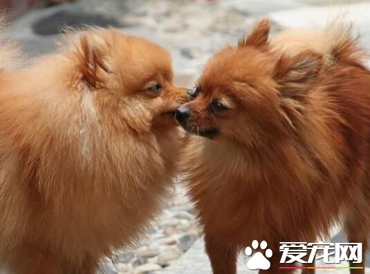 博美犬怀孕时间 博美犬的发情时间是什么时候