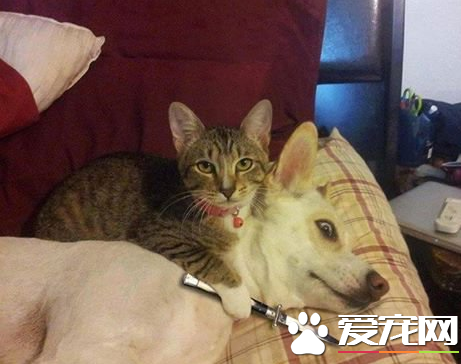 交出家里所有的鱼，否则。。。