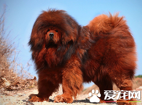 藏獒忠诚吗 藏獒一生中会只认一个主人吗