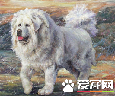 藏獒的鉴别 如何判断藏獒的健康标准