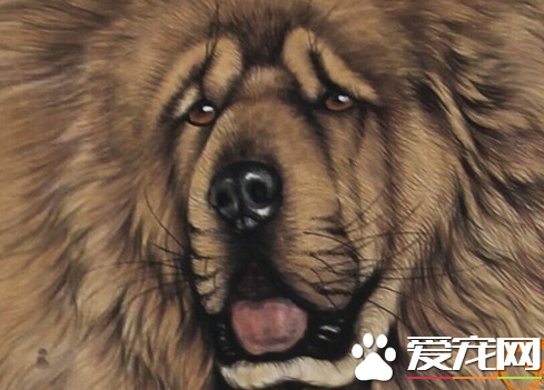 藏獒狗训练 藏獒可以通过模仿来接受训练