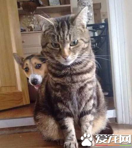 猫大，就是他欺负我