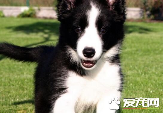 边境牧羊犬幼犬怎么养 饮食上需要特别注意