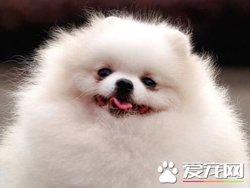 博美犬特点 博美犬的头部特征是怎么样的