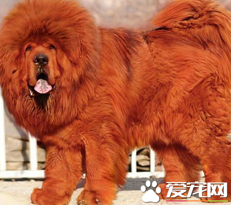 藏獒的食量 正常情况下成年藏獒一日两餐