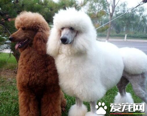 标准贵宾犬肩高 标准贵宾犬肩高超过39cm