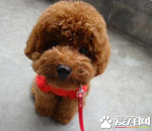 不纯泰迪犬多少钱一只 泰迪犬的价格贵吗