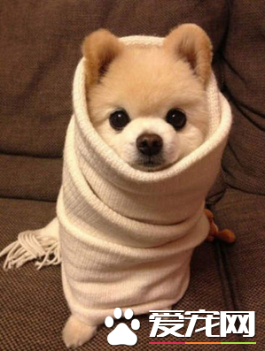 萌死人的动物卷被