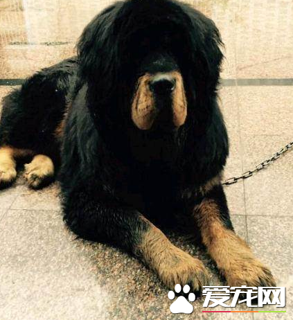 藏獒聪明吗 藏獒的智商排名其实并不太高