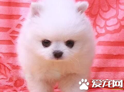 博美犬哪有卖 可以选择去当地的犬舍购买