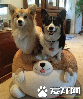 汪哈哈，有新玩具了