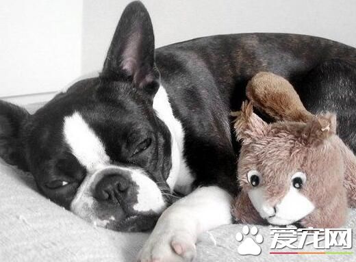 波士顿梗的优缺点 波士顿梗的性格又是什么