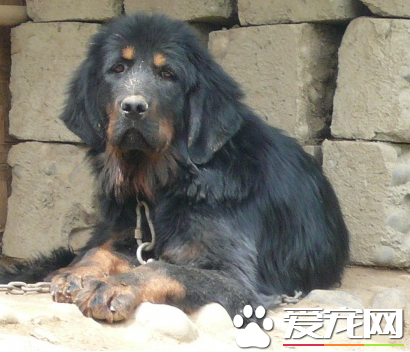 藏獒聪明吗 藏獒的智商排名其实并不太高