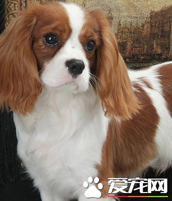 查理士王小猎犬报价 价格大约为1000到3000元