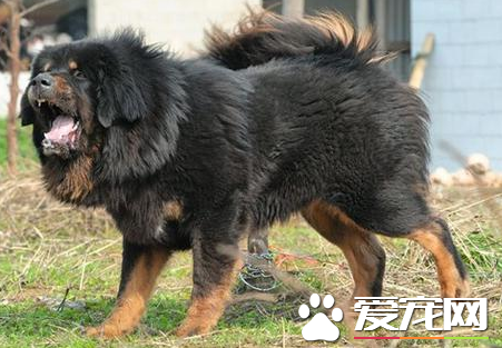 藏獒的区别 藏獒跟其它狗狗之间的区别