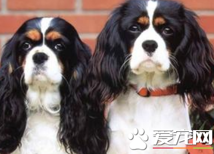 查理士王小猎犬吵么 小猎犬性格活泼