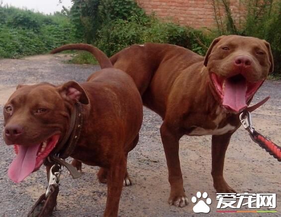 比特斗狗厉害还是牛头梗 二者饲养禁忌有哪些