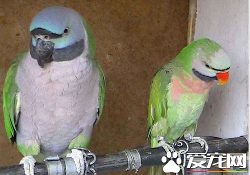 大绯胸鹦鹉多少钱 价格范围在2400到3100不等