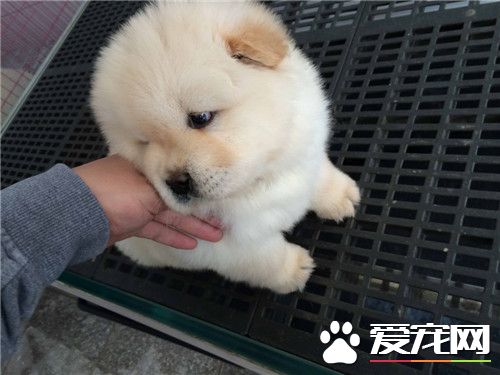 纯种松狮犬的舌头 纯种松狮犬的舌头是什么颜色