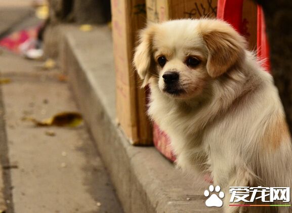 小主人考上大学 忠心狗狗却每天在窗口等待