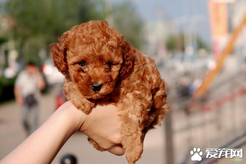 茶杯贵宾犬价格 最起码的价格就要3500